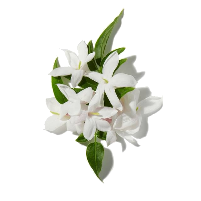 jasmine