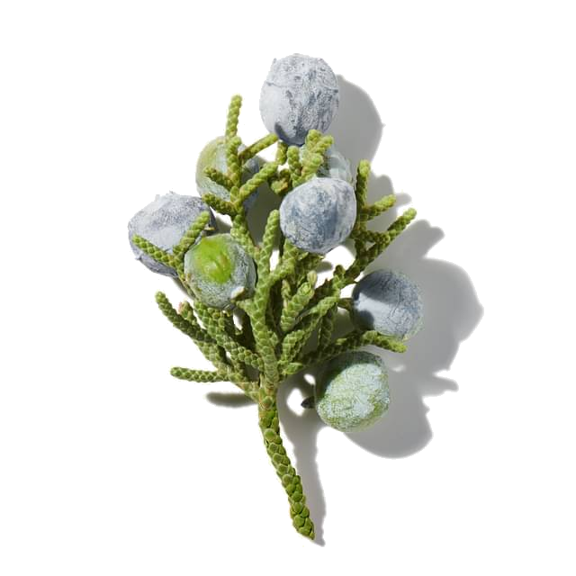 juniper berries