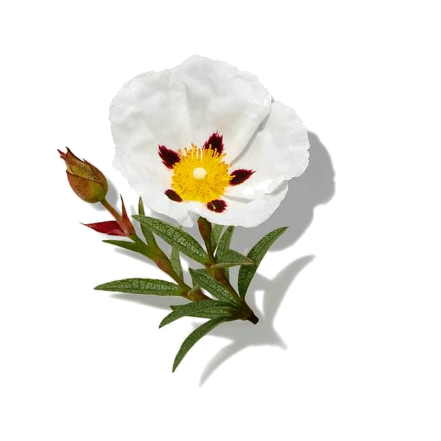 labdanum