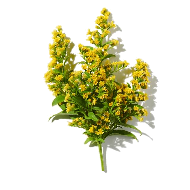 mimosa