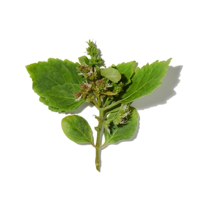 patchouli