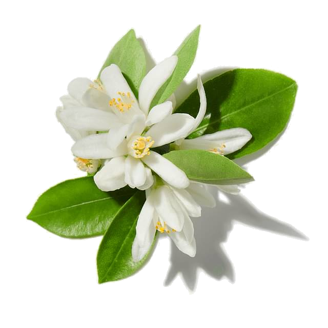tunisian orange_blossom